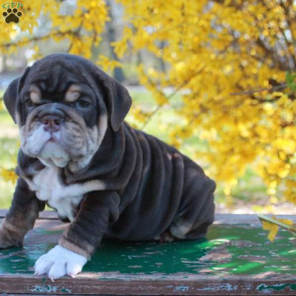 Emily, English Bulldog Puppy