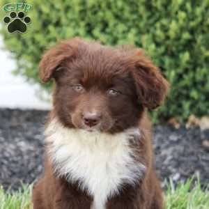 Coco, Australian Shepherd Mix Puppy