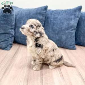 Skye, Mini Goldendoodle Puppy