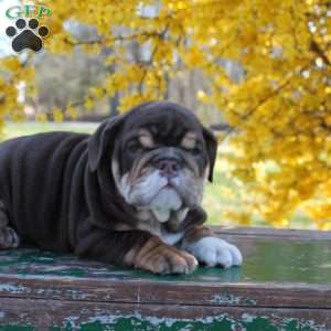 Emily, English Bulldog Puppy