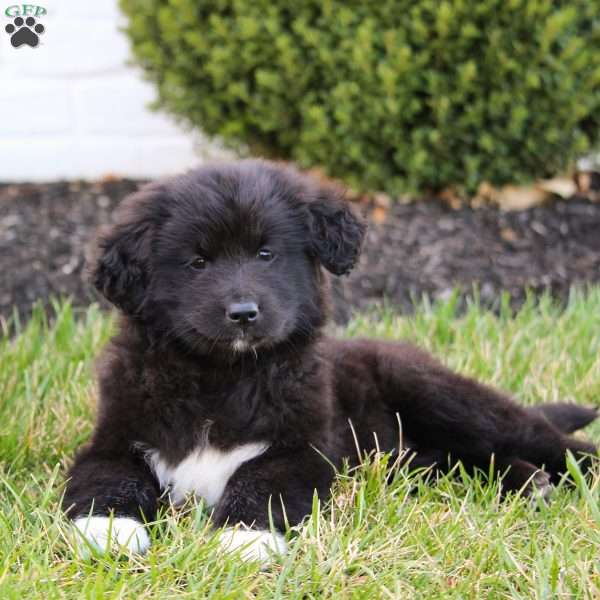 Layla, Australian Shepherd Mix Puppy