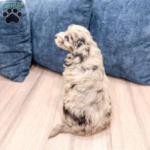 Skye, Mini Goldendoodle Puppy