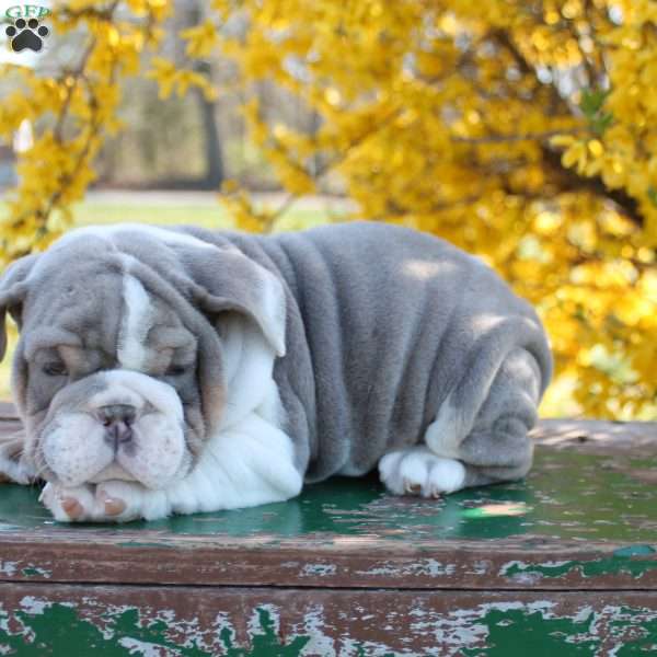 Eli, English Bulldog Puppy