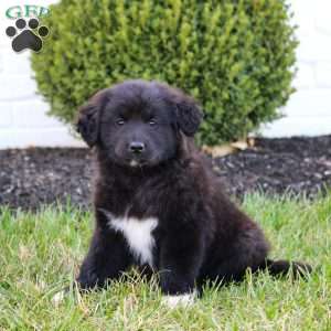 Layla, Australian Shepherd Mix Puppy