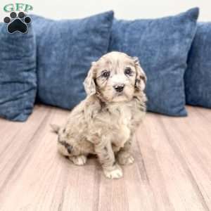 Skye, Mini Goldendoodle Puppy