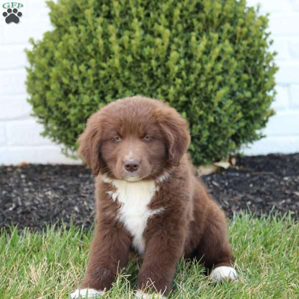 Milo, Australian Shepherd Mix Puppy