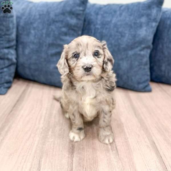 Skye, Mini Goldendoodle Puppy