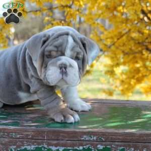 Eli, English Bulldog Puppy