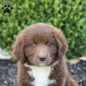 Milo, Australian Shepherd Mix Puppy