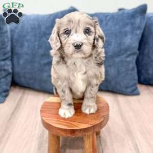 Skye, Mini Goldendoodle Puppy