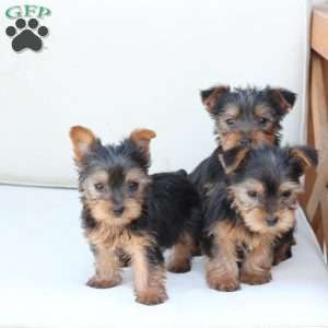 Cleo, Yorkie Puppy