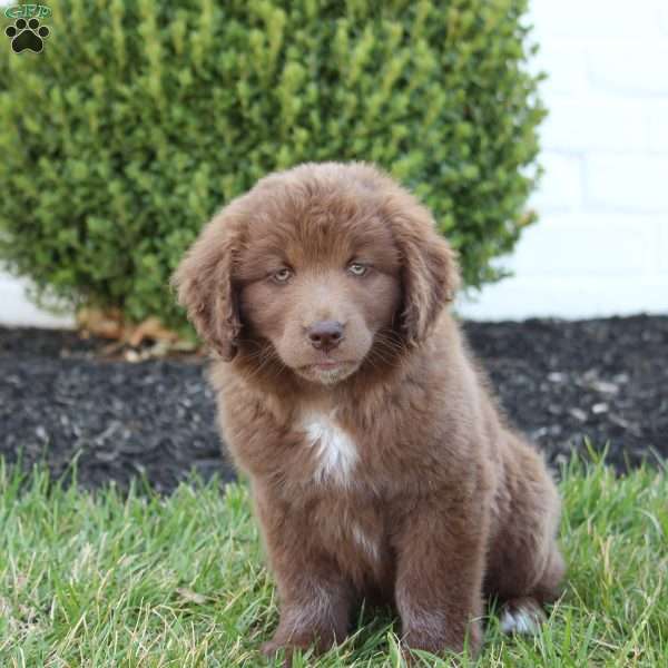 Rambo, Australian Shepherd Mix Puppy