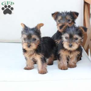 Cleo, Yorkie Puppy