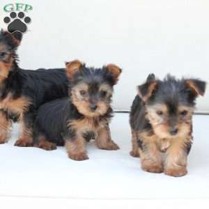 Cleo, Yorkie Puppy