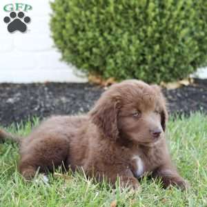Rambo, Australian Shepherd Mix Puppy