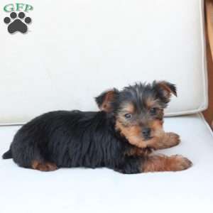 Cleo, Yorkie Puppy