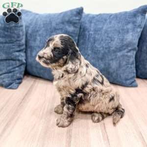 Stormy, Mini Goldendoodle Puppy