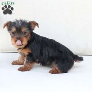 Cleo, Yorkie Puppy