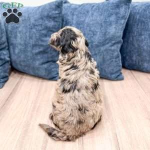 Stormy, Mini Goldendoodle Puppy