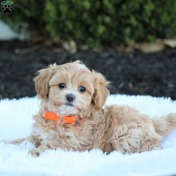 Hazel, Maltipoo Puppy