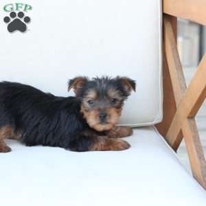 Cleo, Yorkie Puppy