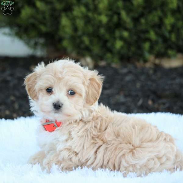 Holly, Maltipoo Puppy