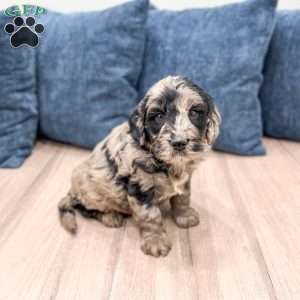 Stormy, Mini Goldendoodle Puppy