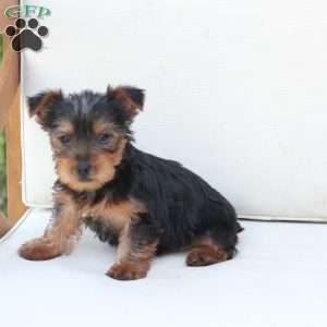 Cleo, Yorkie Puppy