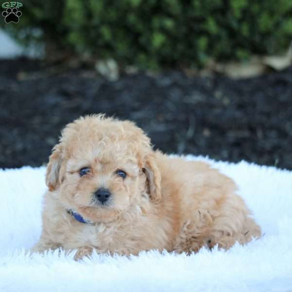 Jakob, Maltipoo Puppy