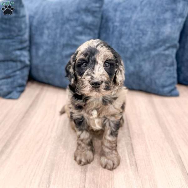 Stormy, Mini Goldendoodle Puppy