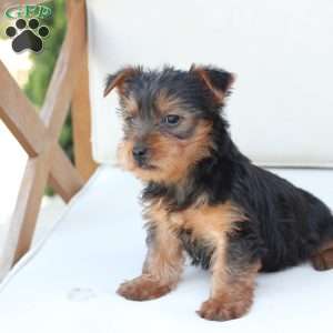 Cleo, Yorkie Puppy