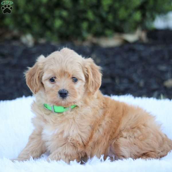 Janie, Maltipoo Puppy