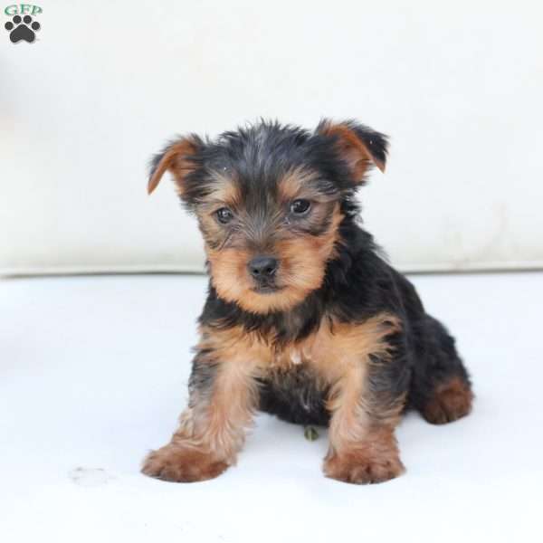 Cleo, Yorkie Puppy