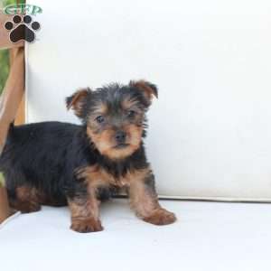 Cleo, Yorkie Puppy