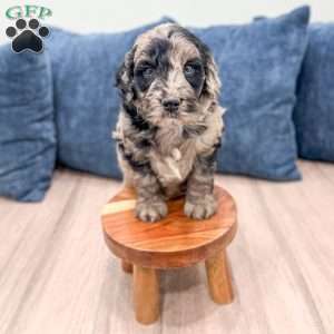 Stormy, Mini Goldendoodle Puppy