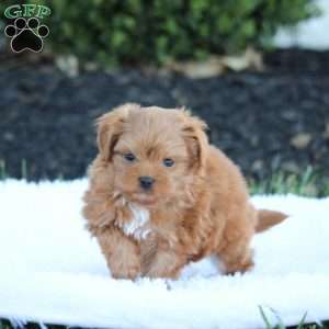 Jax, Maltipoo Puppy
