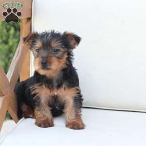 Cleo, Yorkie Puppy