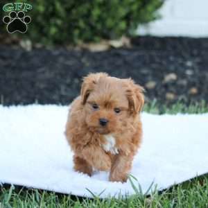 Jax, Maltipoo Puppy