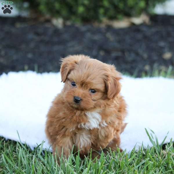 Jax, Maltipoo Puppy