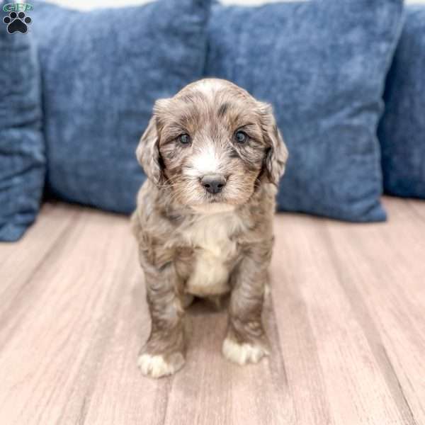 Shadow, Mini Goldendoodle Puppy