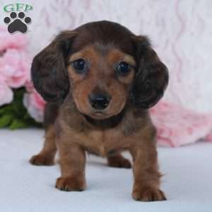 Havan, Dachshund Puppy