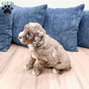 Shadow, Mini Goldendoodle Puppy