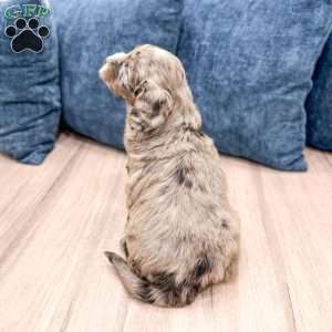 Shadow, Mini Goldendoodle Puppy