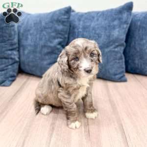 Shadow, Mini Goldendoodle Puppy