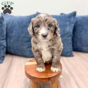 Shadow, Mini Goldendoodle Puppy