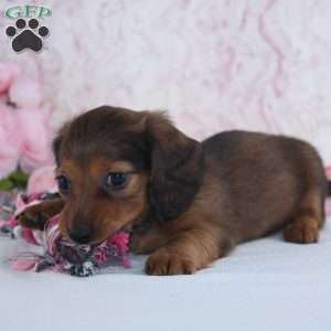 Havan, Dachshund Puppy