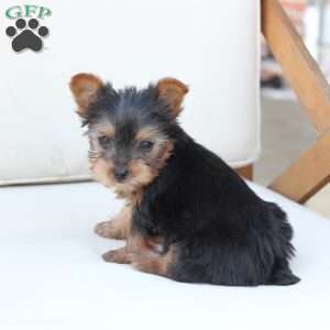 Sunny, Yorkie Puppy