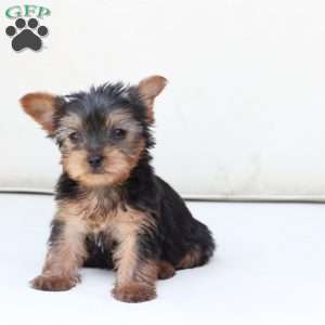 Sunny, Yorkie Puppy