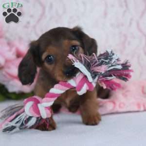 Havan, Dachshund Puppy