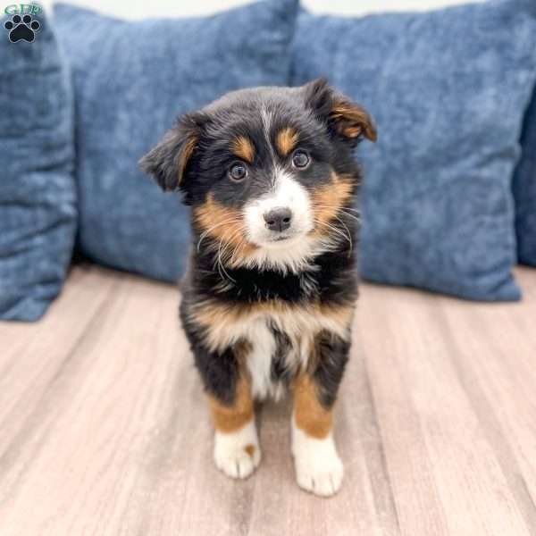 Theo, Miniature Australian Shepherd Puppy